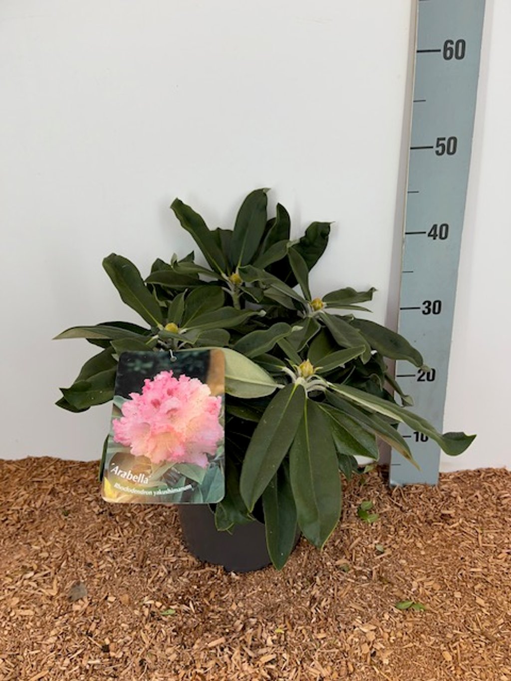 Rhododendron – Rhododendron (Y); 'Arabella' - C5 25-30 CM